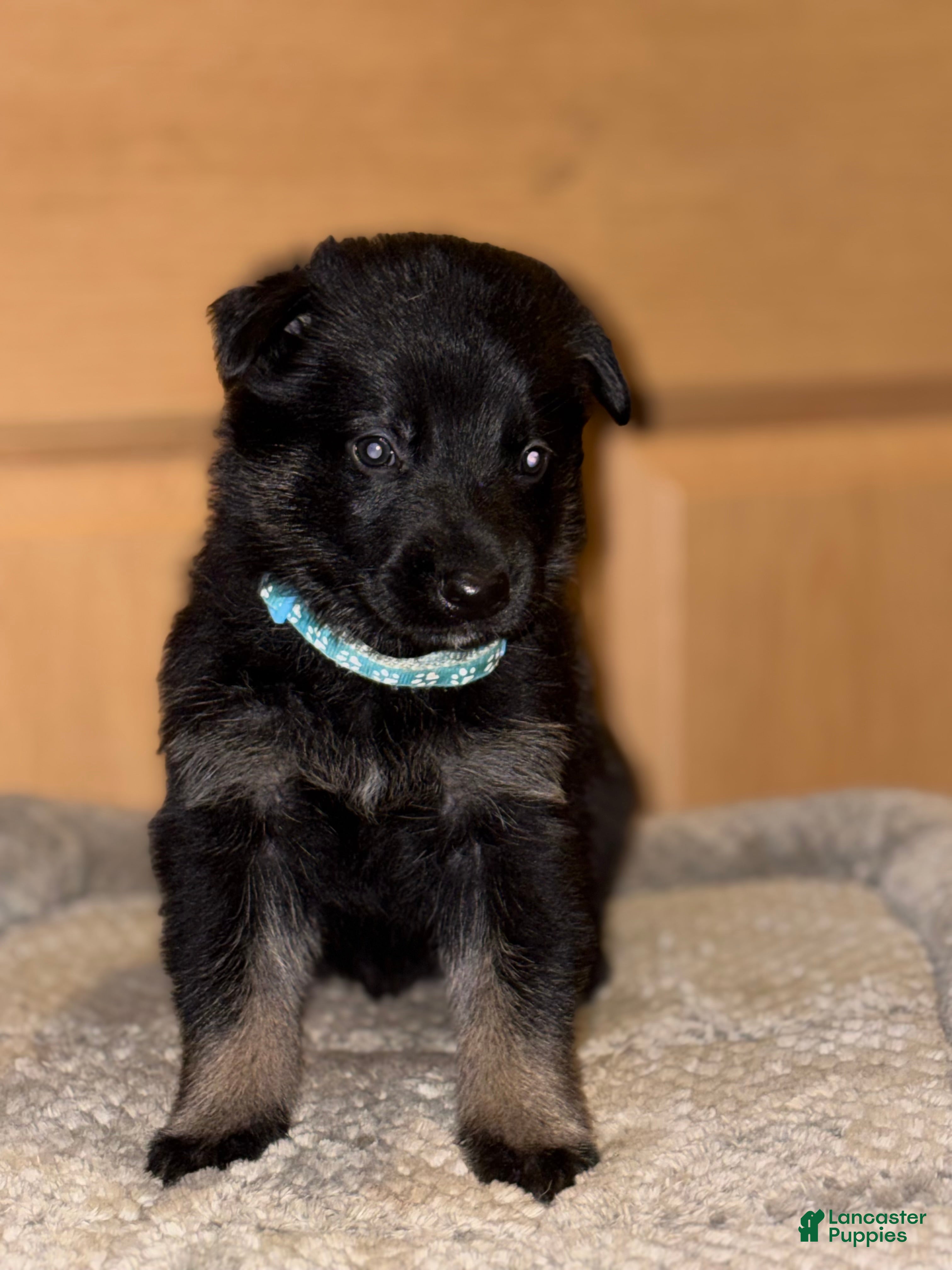 German Shepherd dogs Light Blue Collar Male 12-30 - Ad 4