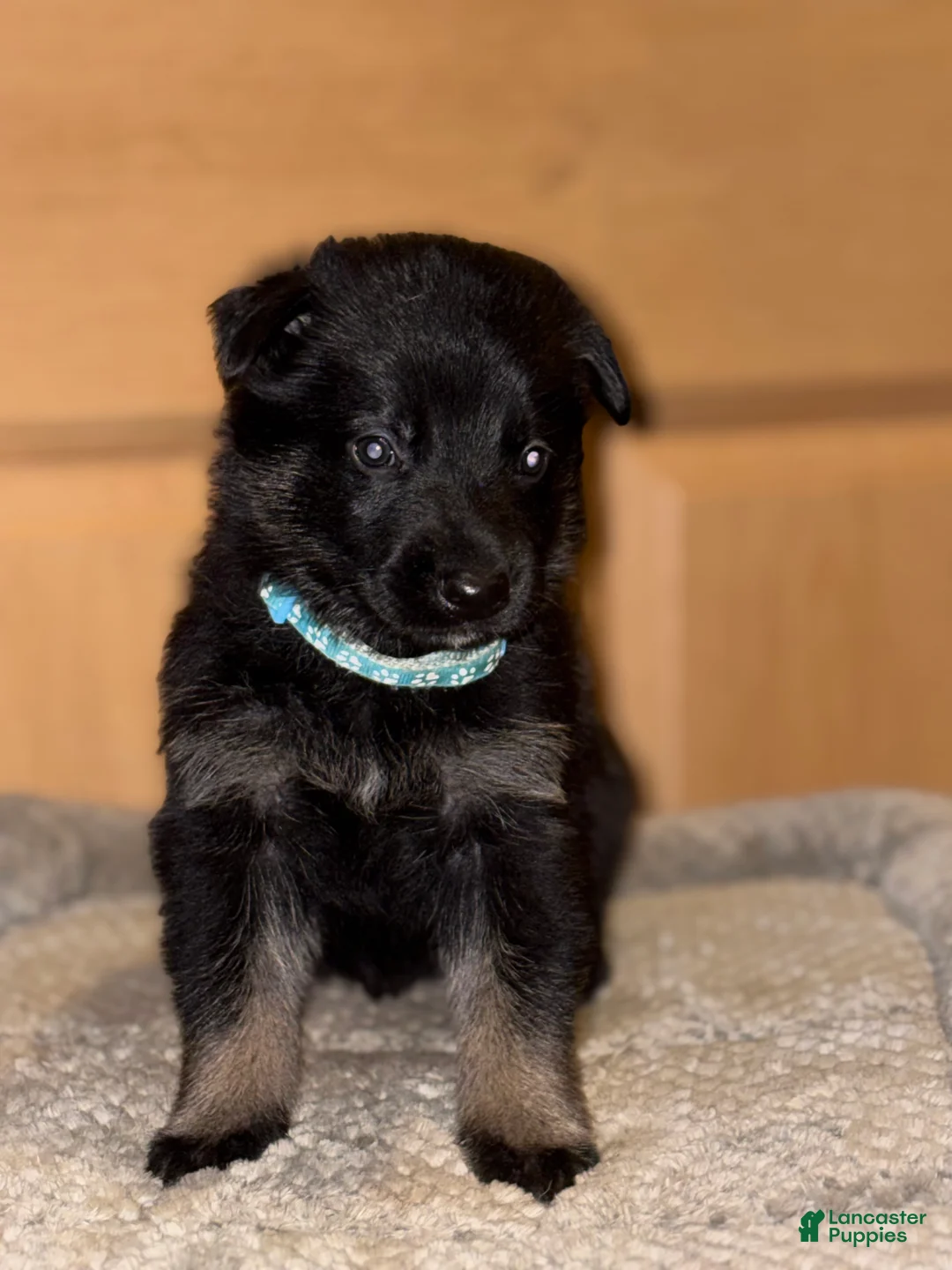 German Shepherd dogs for sale: Light Blue Collar Male 12-30 - Ad 1