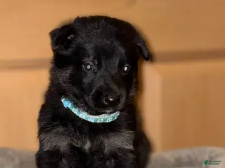 German Shepherd dogs Light Blue Collar Male 12-30 - Ad 4