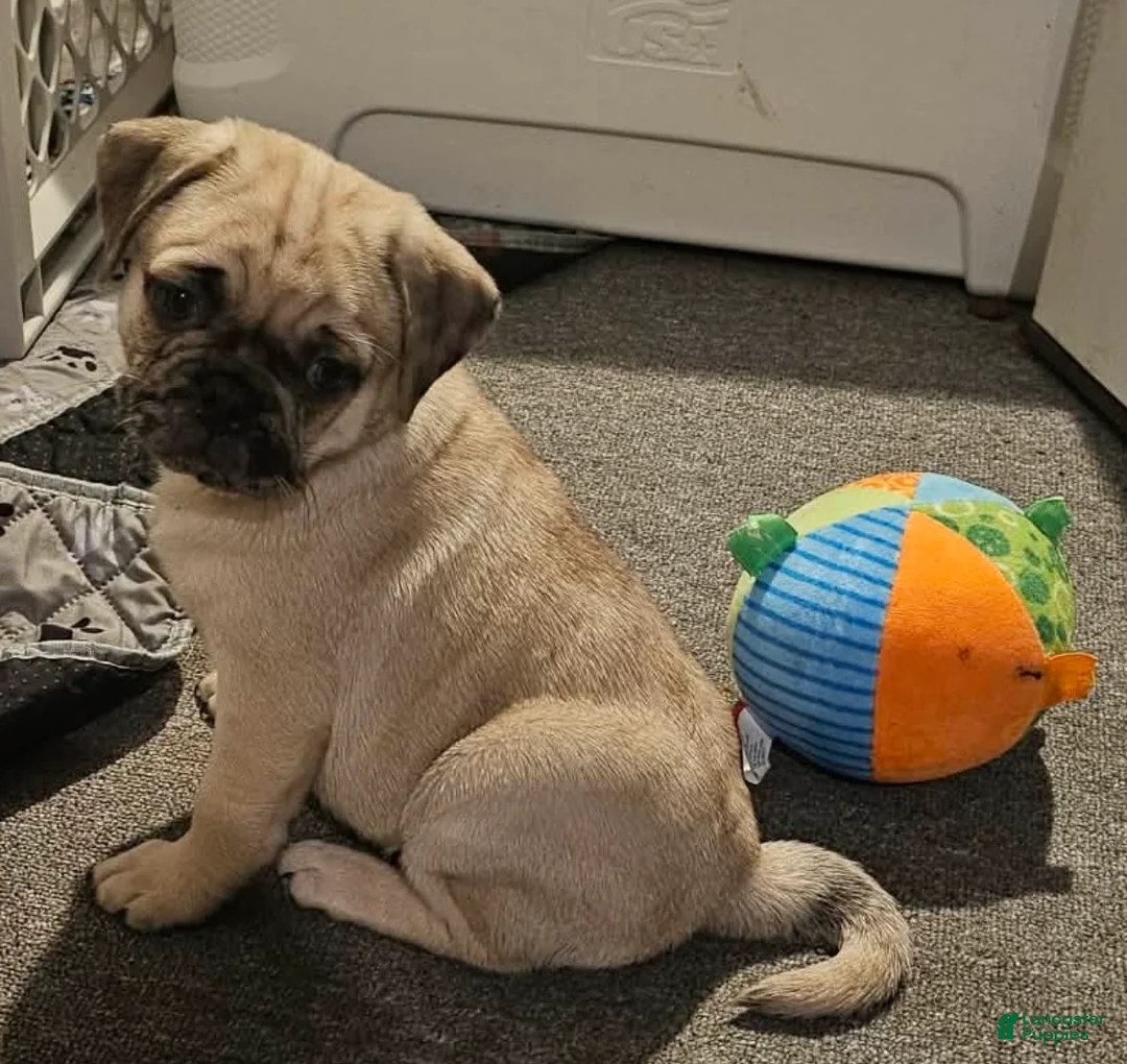 Pug dogs for sale: Bam bam - Ad 1