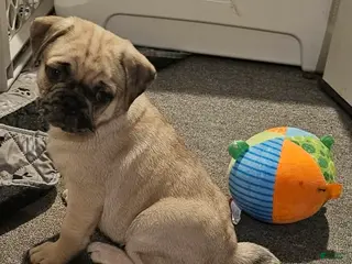 Pug dogs Bam bam - Ad 5