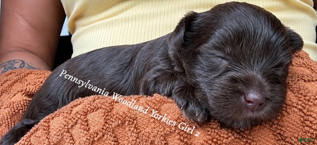 Yorkshire Terrier dogs Yorkshire Terrier 3 - Ad 40