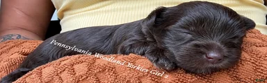 Yorkshire Terrier 3