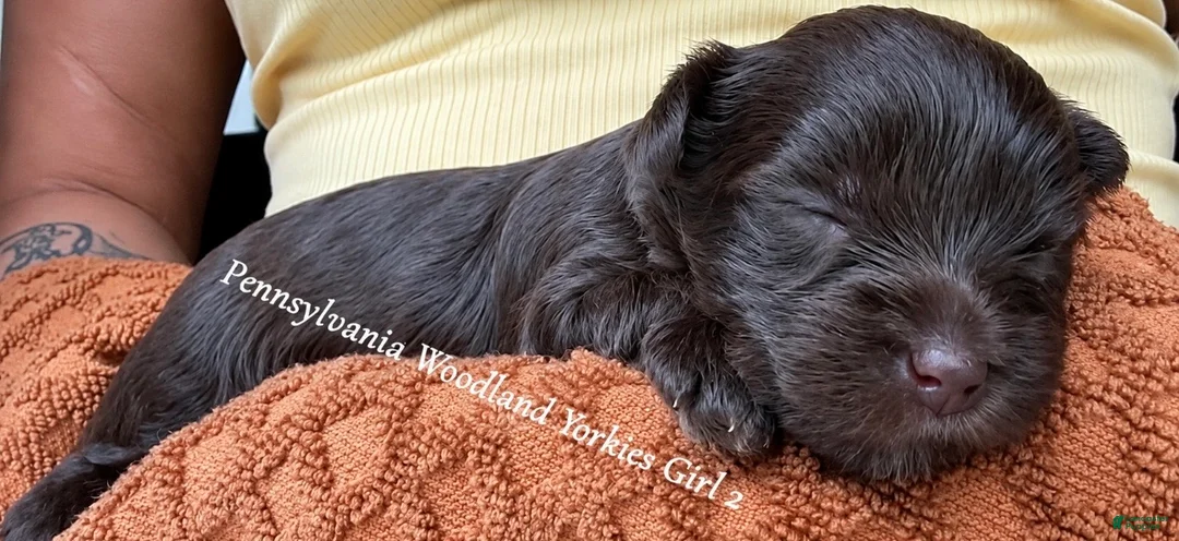 Yorkshire Terrier dogs for sale: Yorkshire Terrier 3 - Ad 1