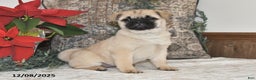 Mixed Breed dogs for sale: Beauty - Ad 3