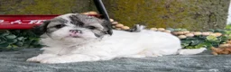 Shihpoo dogs for sale: Max - Ad 1
