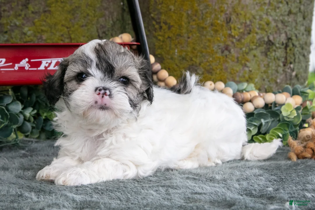 Shihpoo dogs for sale: Max - Ad 1