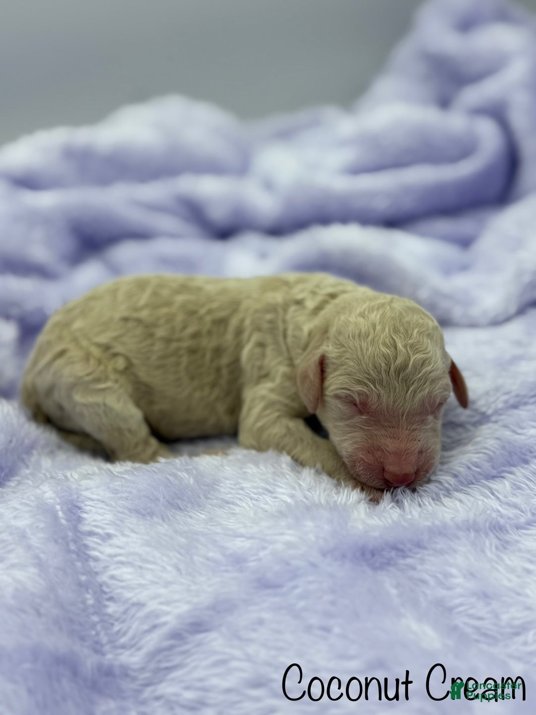 Sheepadoodle dogs for sale: Coconut Crème  - Ad 7