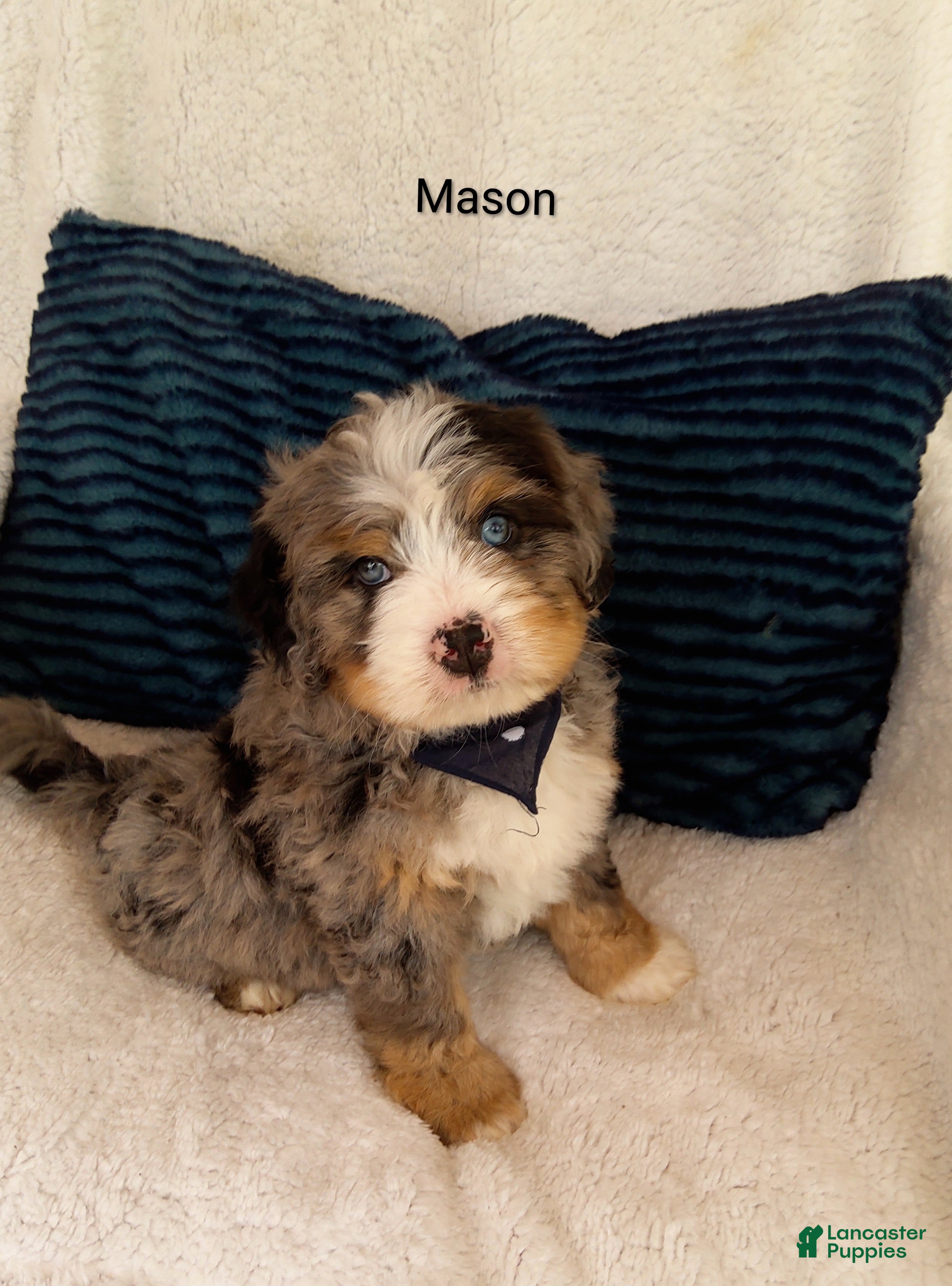 Bernedoodle dogs Mason  - Ad 22