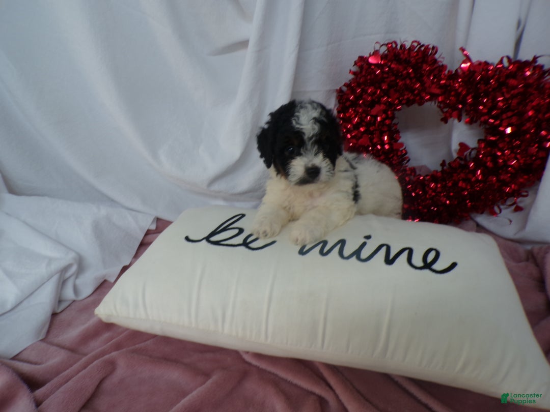 Bernedoodle dogs for sale: Anson - Ad 2