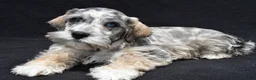 Schnoodle dogs for sale: Echo - Ad 3