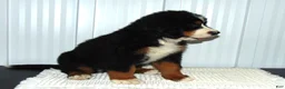 Bernese Mountain Dog dogs for sale: Bella - Ad 4
