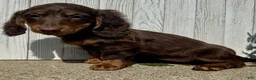 Miniature Dachshund dogs for sale: Ellie - Ad 5