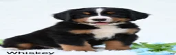 Bernese Mountain Dog dogs for sale: Whiskey  - Ad 3