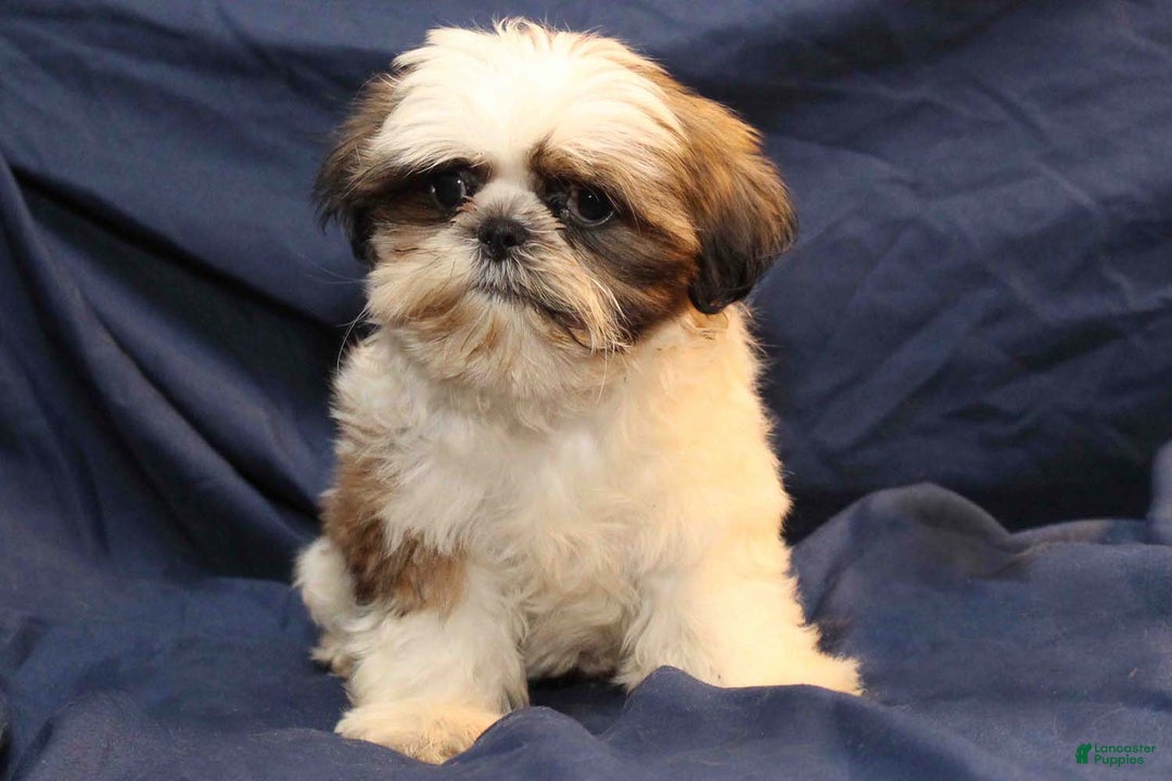 Shih Tzu dogs for sale: Romeo - Ad 3