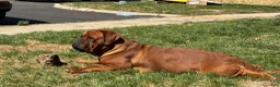 Dogue De Bordeaux dogs for sale: Dogue De Bordeaux Puppy 6 - Ad 3