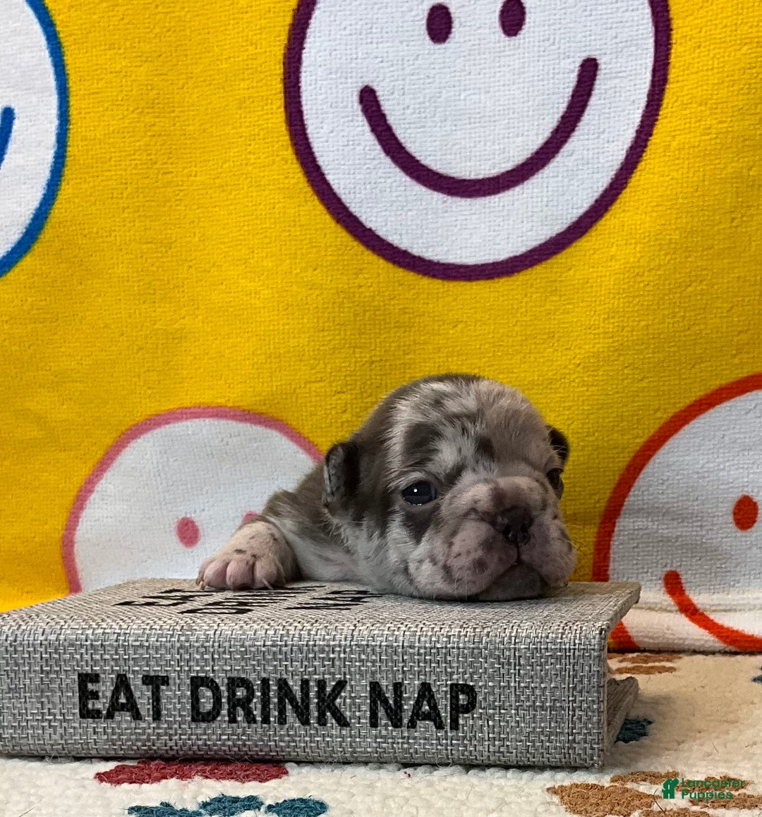 French Bulldog dogs for sale: Arrow - Ad 30