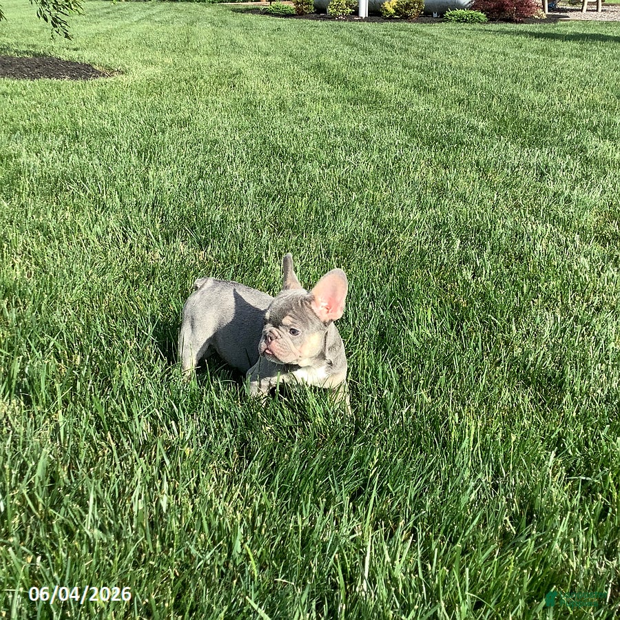 French Bulldog dogs for sale: Captain - Ad 4