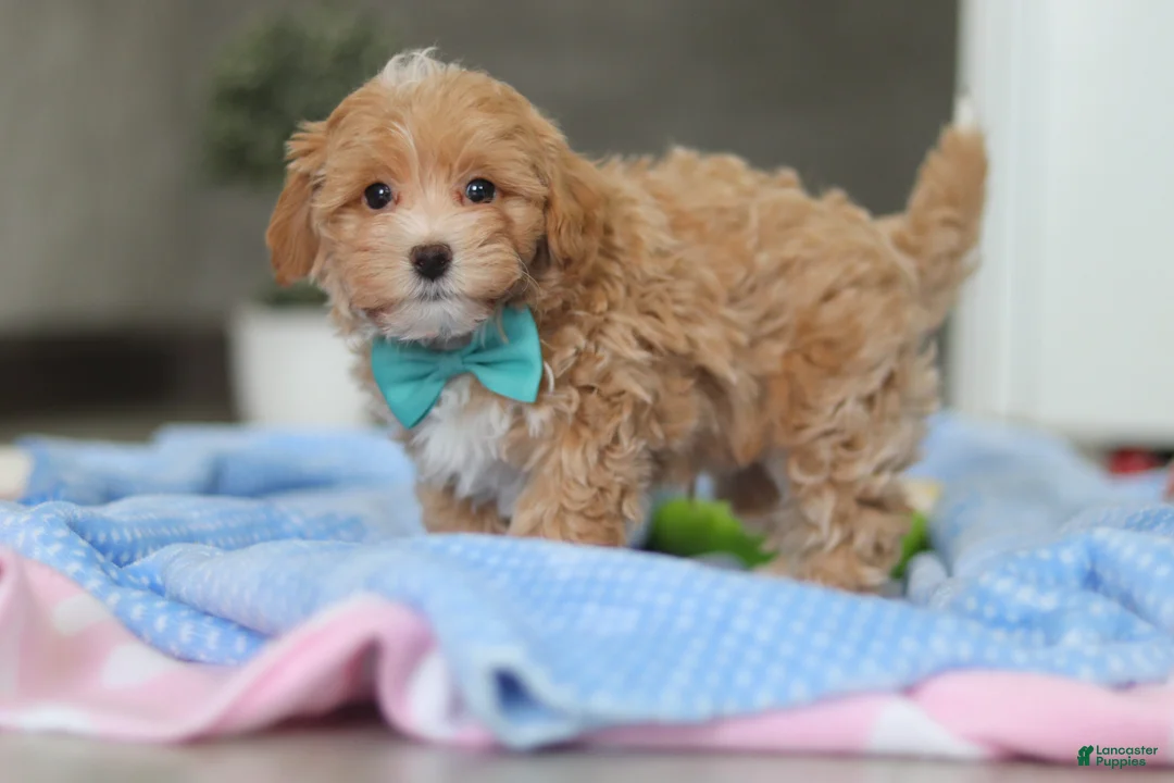 Havapoo dogs for sale: Beau - Ad 10