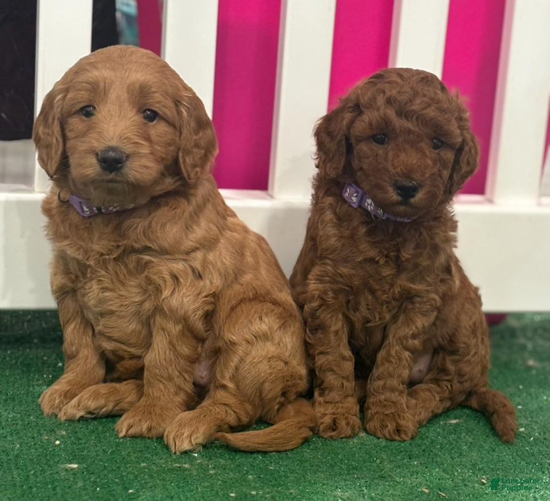 Mini Goldendoodle dogs for sale: Penny - Ad 6