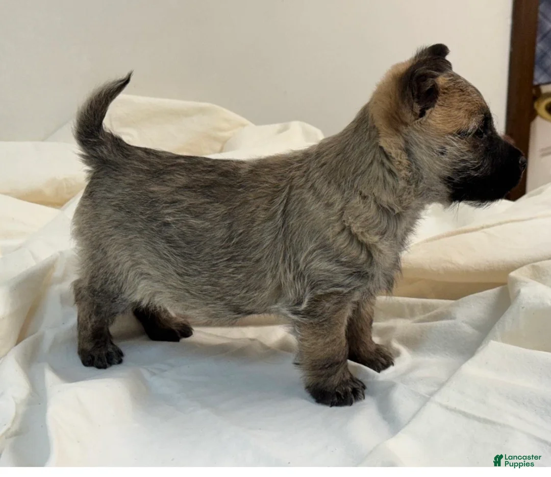 Cairn Terrier dogs for sale: Cairn Terrier Puppy 1 - Ad 2