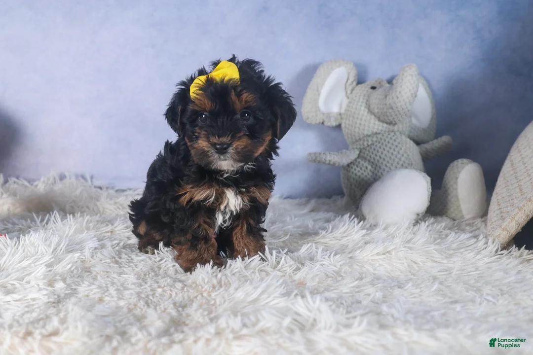 Yorkiepoo dogs for sale: JUDY - Ad 15
