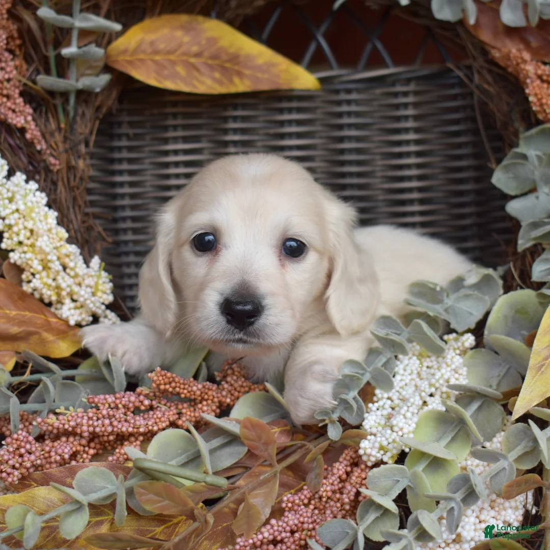 Miniature Dachshund dogs for sale: Buttercream - Ad 2