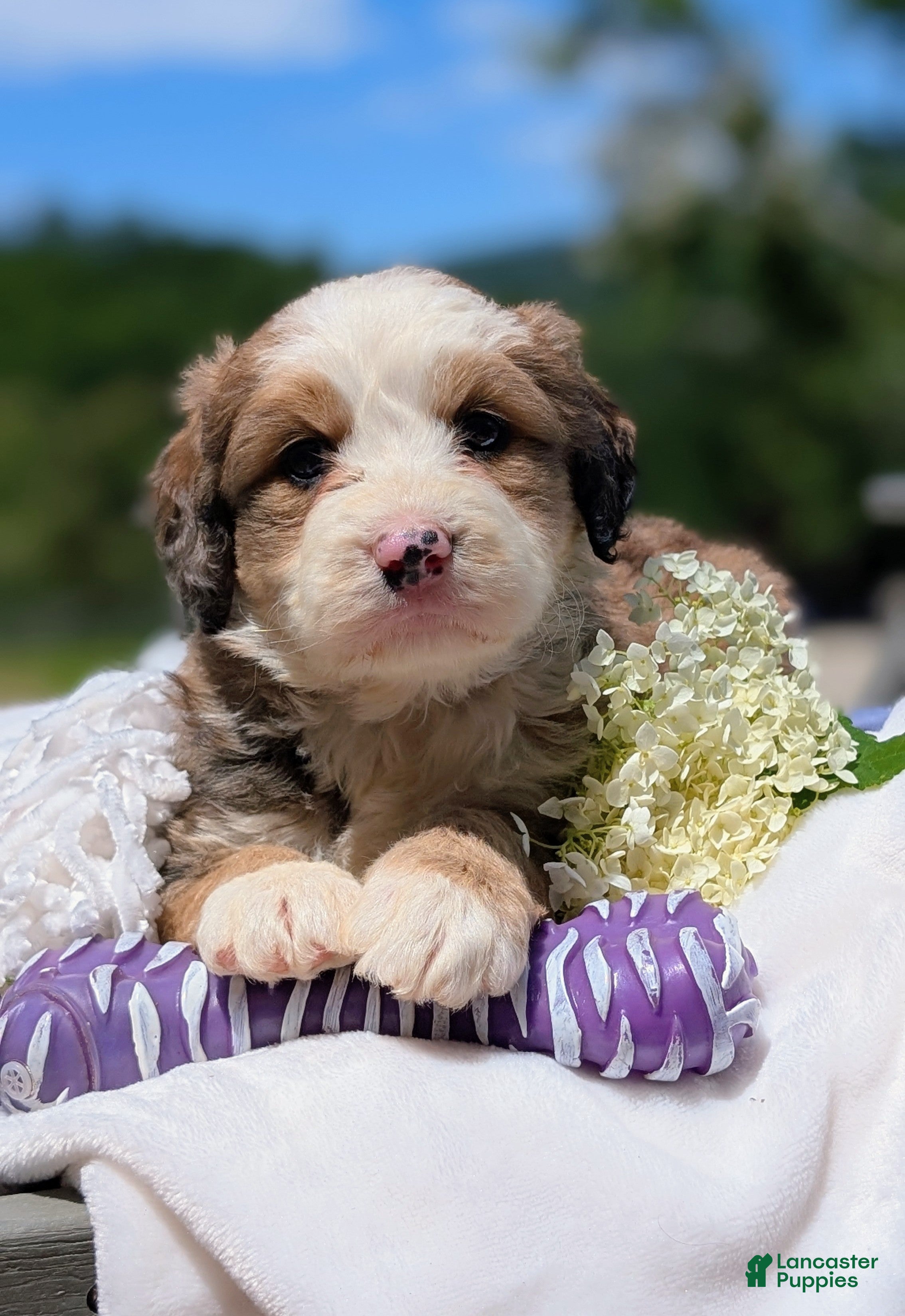 Bernedoodle dogs BELLA LIBERTY - Ad 1