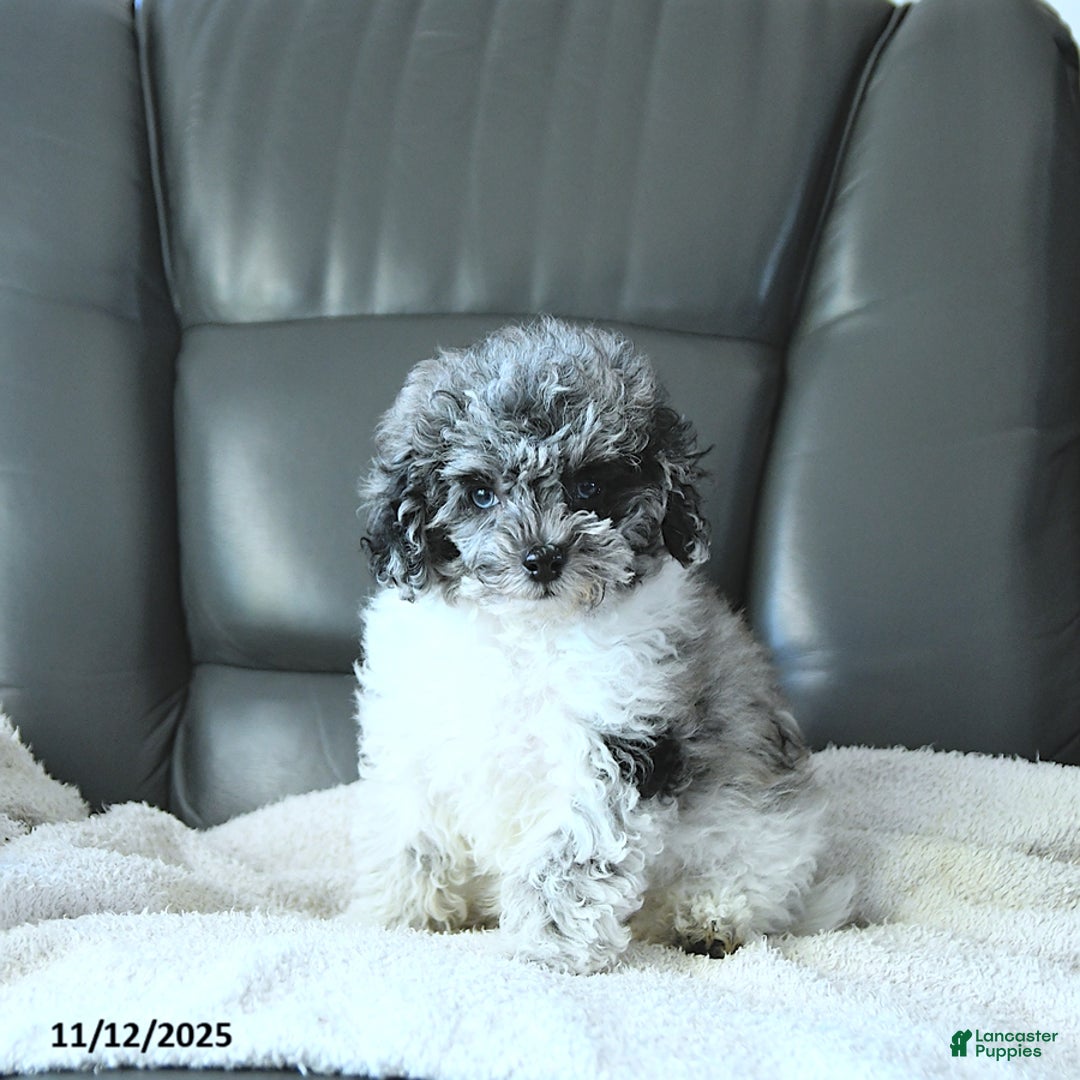 Havapoo dogs for sale: Princess EXTRA SMALL - Ad 1