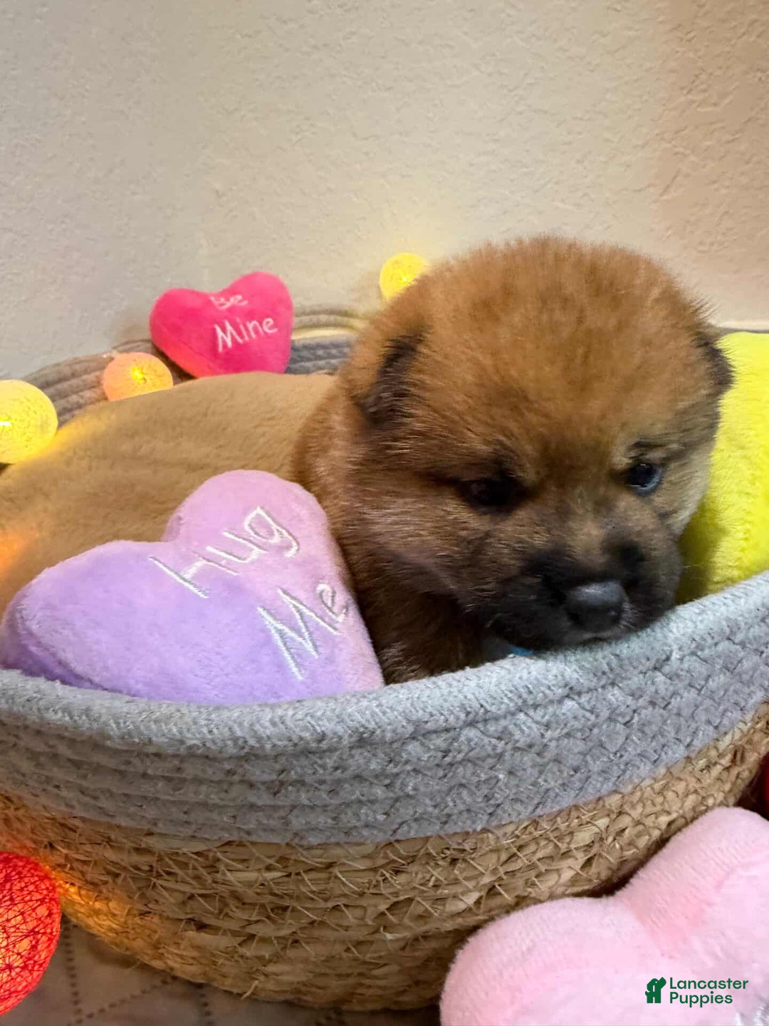 Shiba Inu dogs for sale: Momo - Ad 8