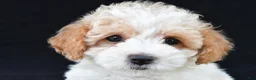 Cavachon dogs for sale: Jasper - Ad 8