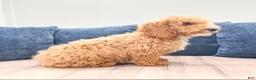Miniature Labradoodle dogs for sale: Klark - Ad 4