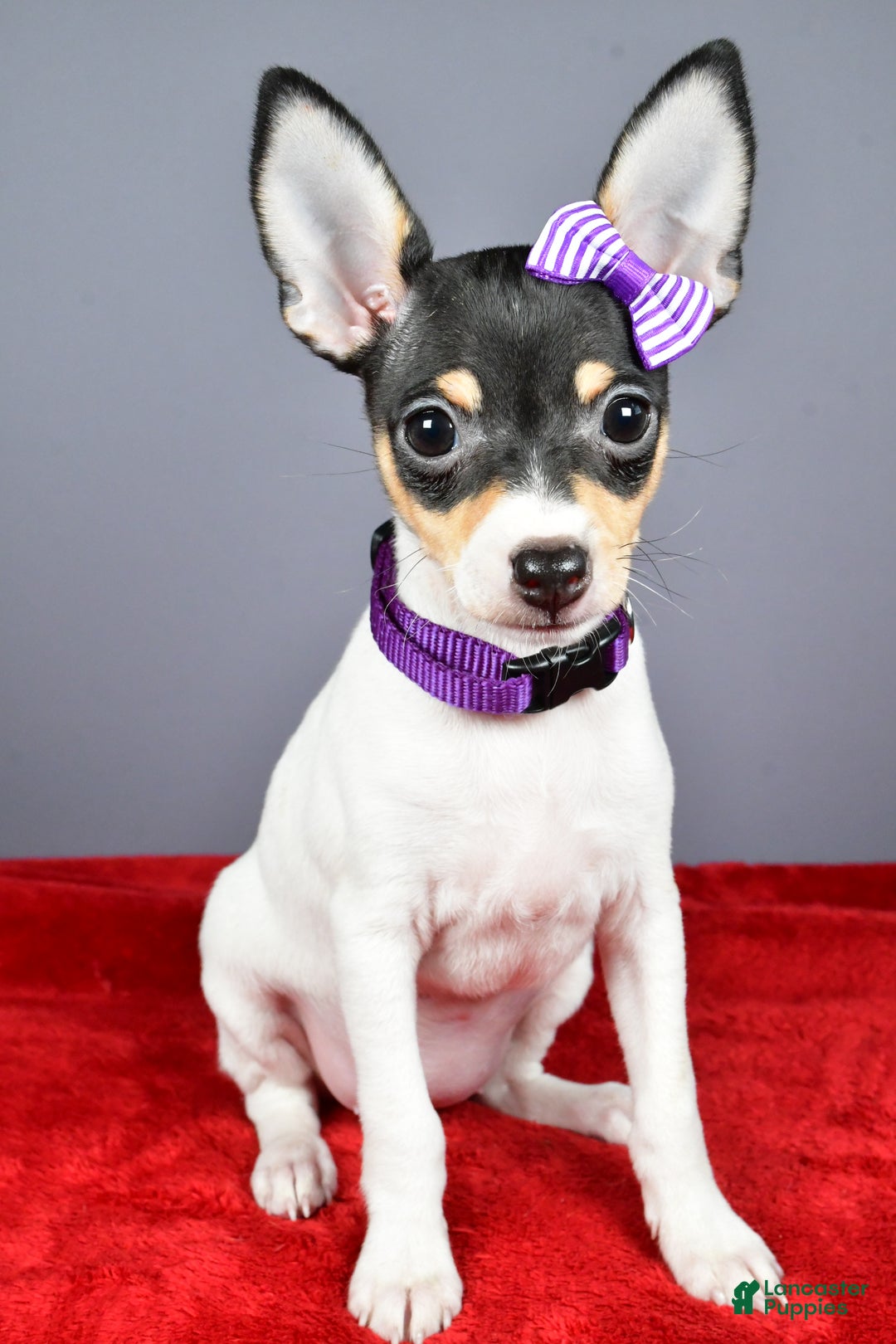 Toy Fox Terrier dogs for sale: Lucy - Ad 2
