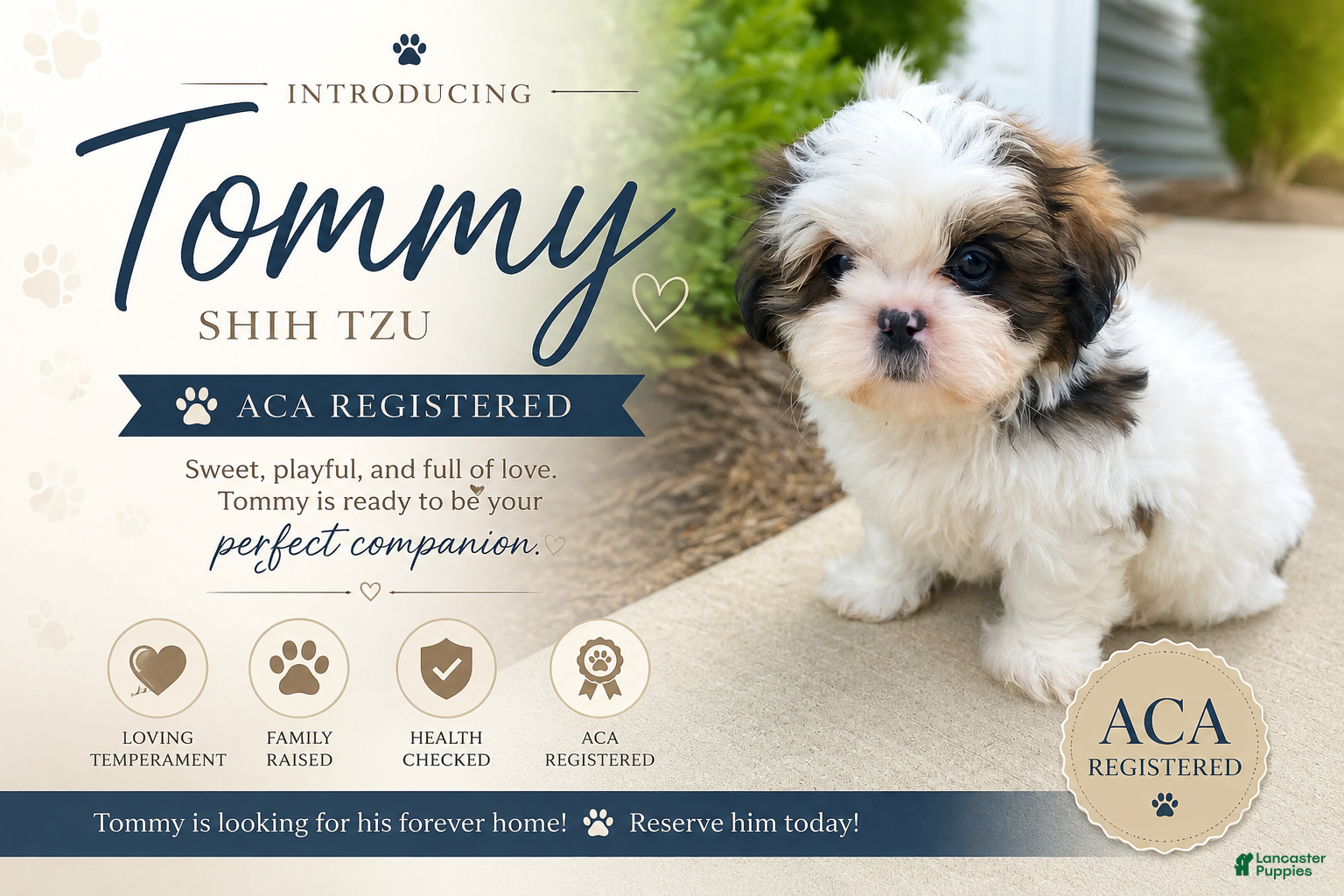 Shih Tzu dogs Tommy - Ad 1