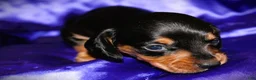 Dachshund dogs for sale: Calypso - Ad 2