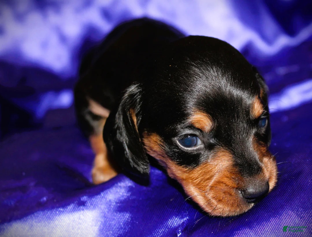 Dachshund dogs for sale: Calypso - Ad 2