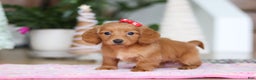 Miniature Dachshund dogs for sale: Grace - Ad 4