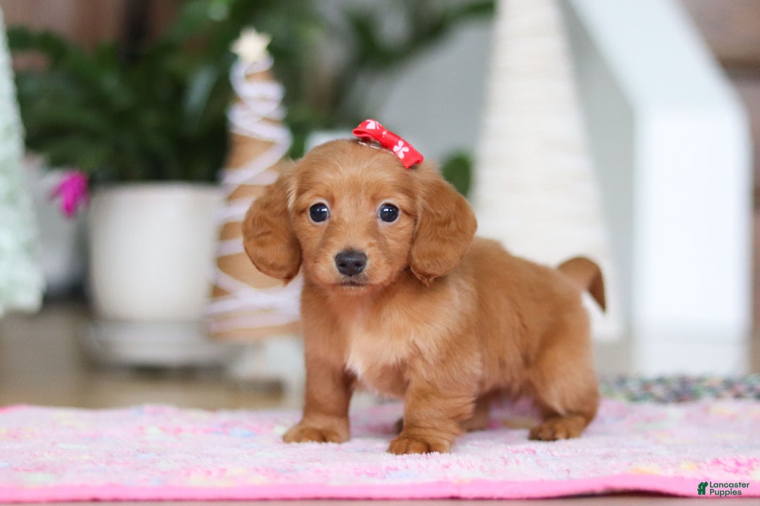 Miniature Dachshund dogs for sale: Grace - Ad 4