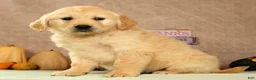 Golden Retriever dogs for sale: Shena - Ad 5