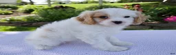 Cavapoo dogs for sale: Darla - Ad 4