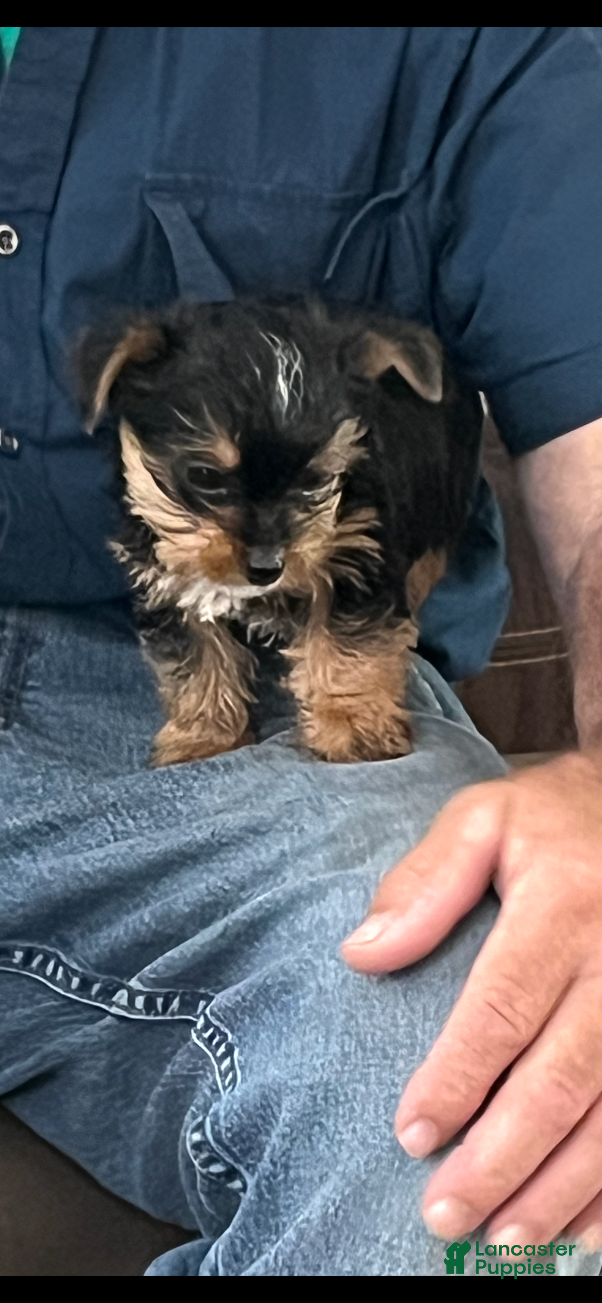 Yorkshire Terrier dogs Payton - Ad 1