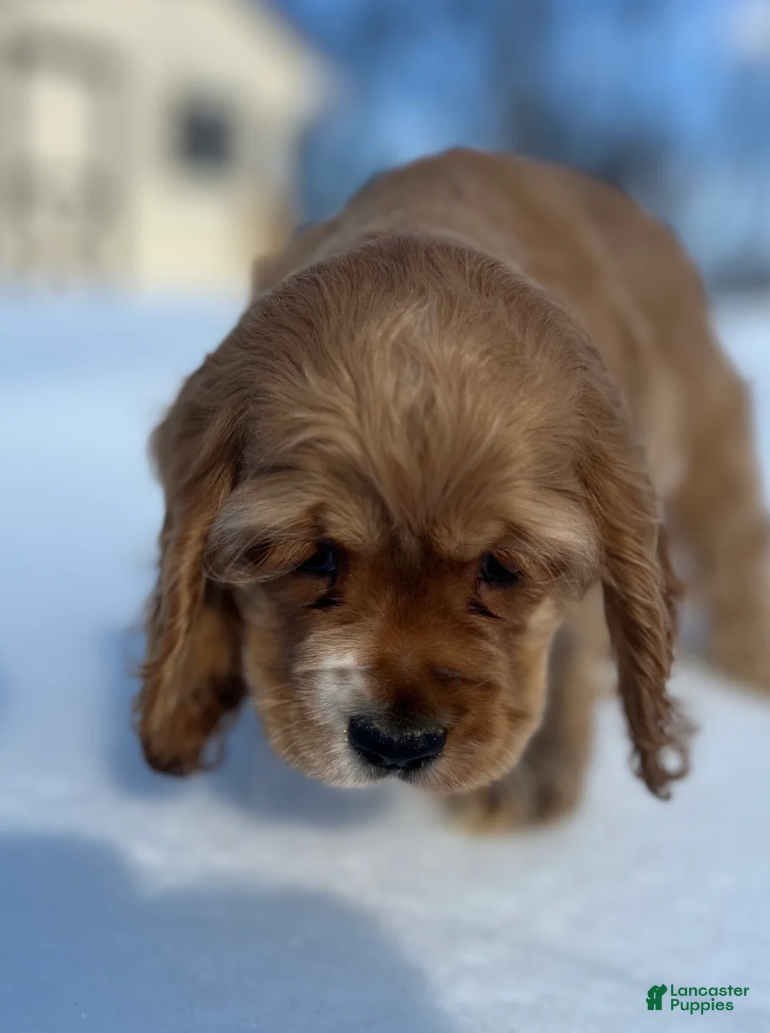 Cocker Spaniel dogs for sale: Cocker Spaniel Puppy 5 - Ad 2