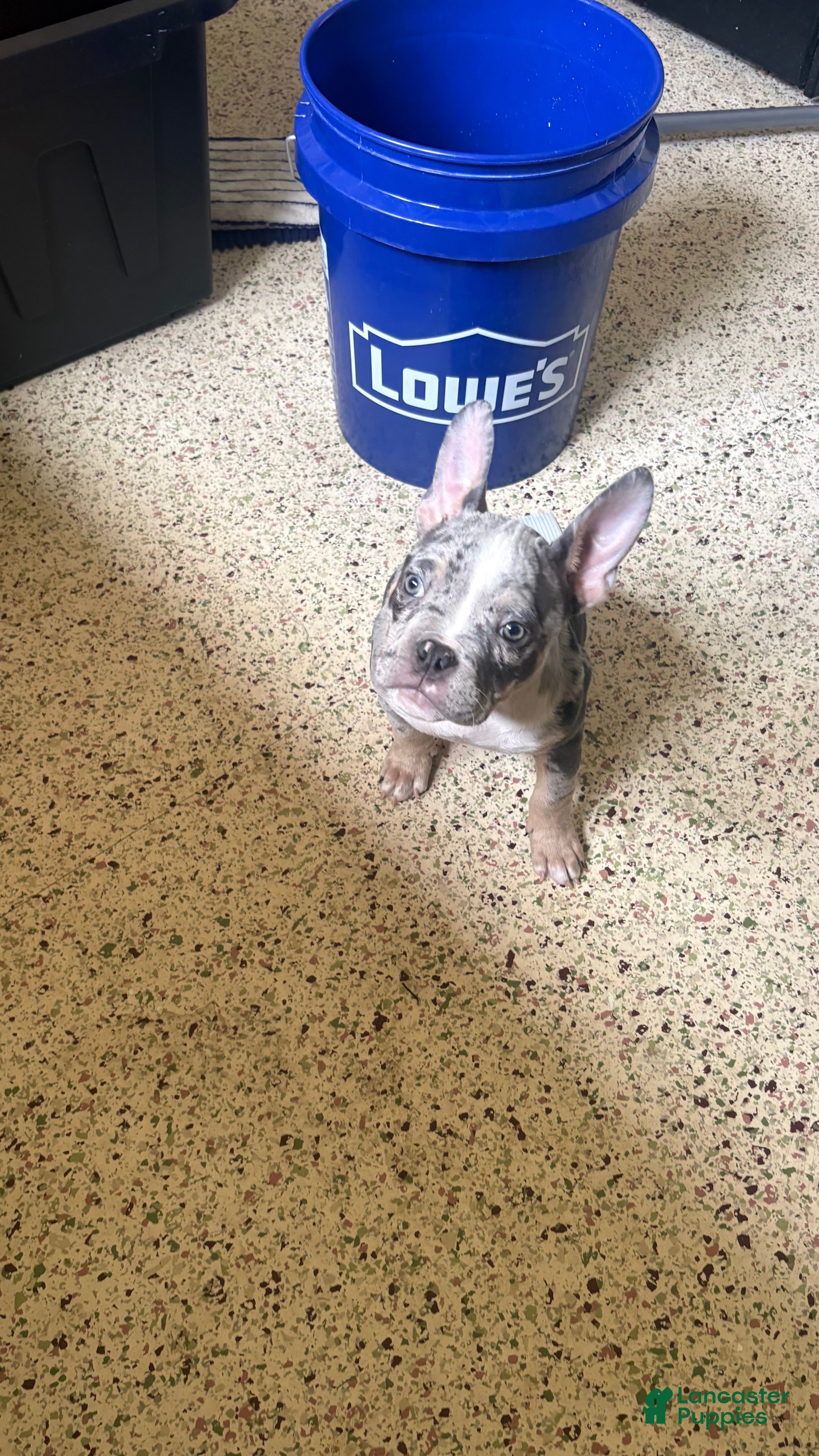American Bully dogs American Bully Puppy 4 - Ad 25