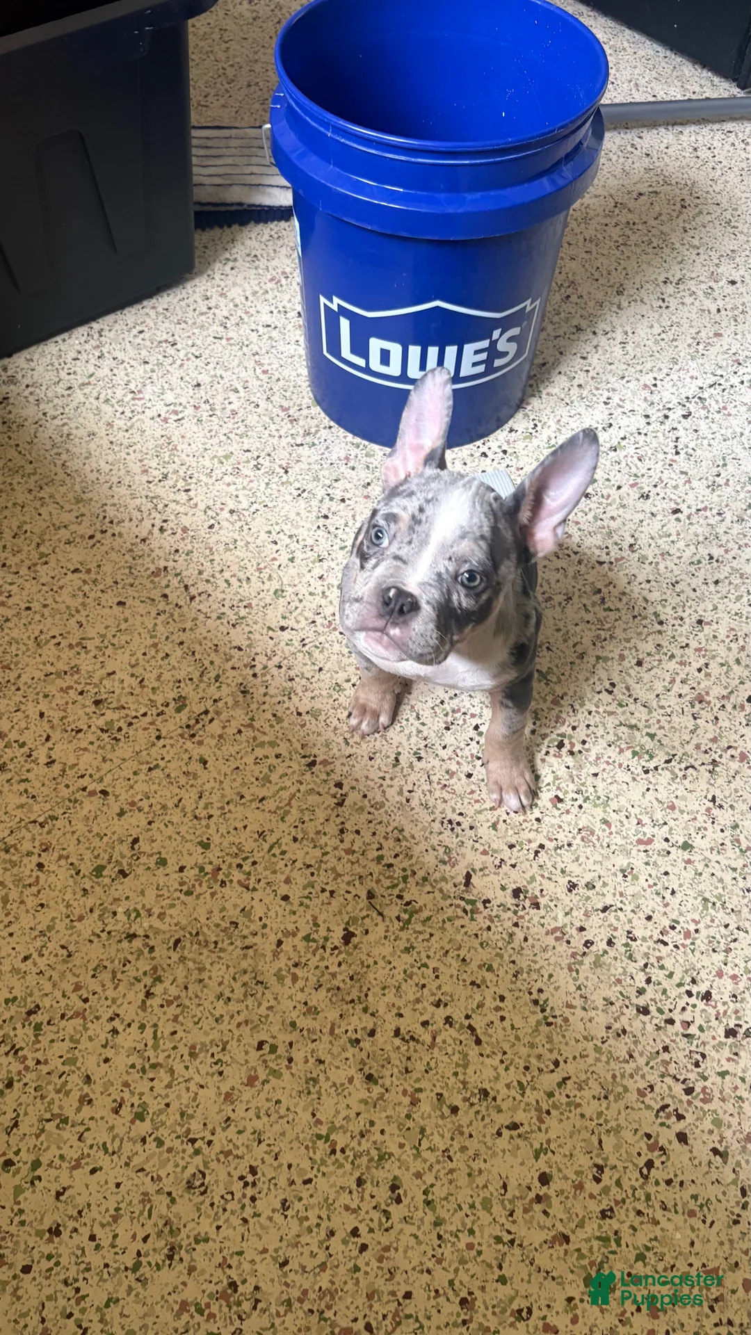 American Bully dogs for sale: American Bully Puppy 4 - Ad 1