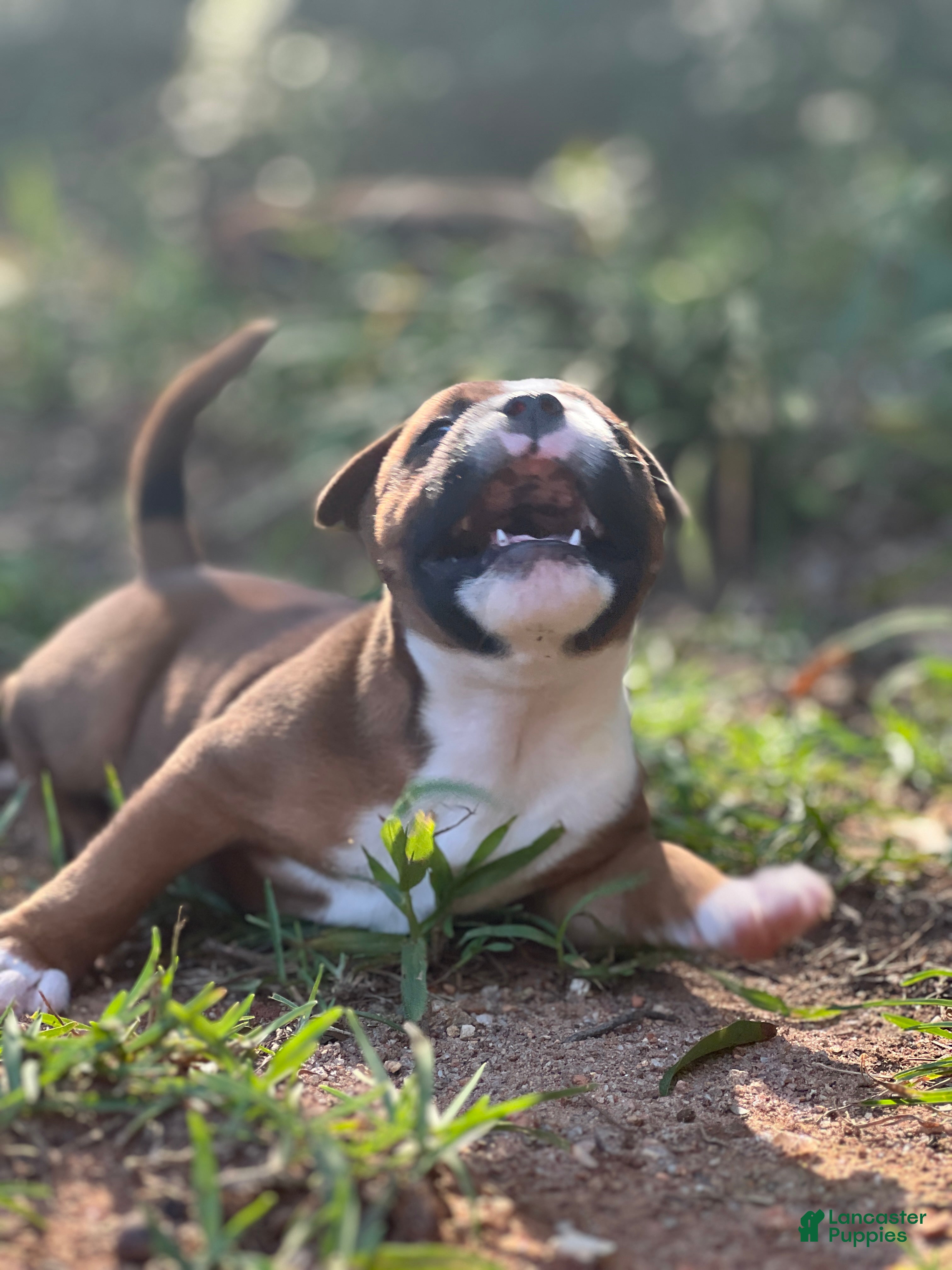 Staffordshire Bull Terrier dogs Foyt  - Ad 2