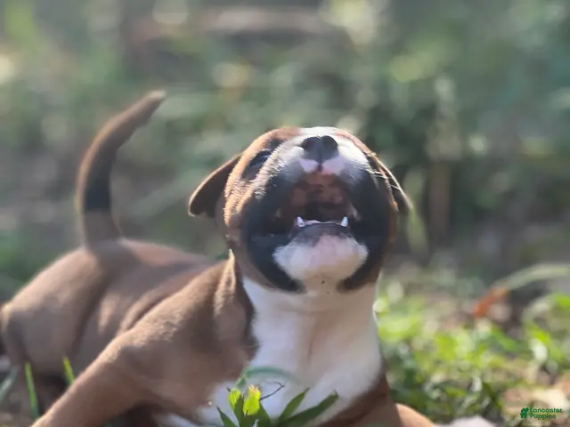 Staffordshire Bull Terrier dogs for sale: Foyt - Ad 2