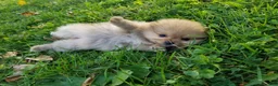 Pomeranian dogs for sale: Jade - Ad 4