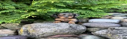 Miniature Dachshund dogs for sale: Carly  - Ad 15