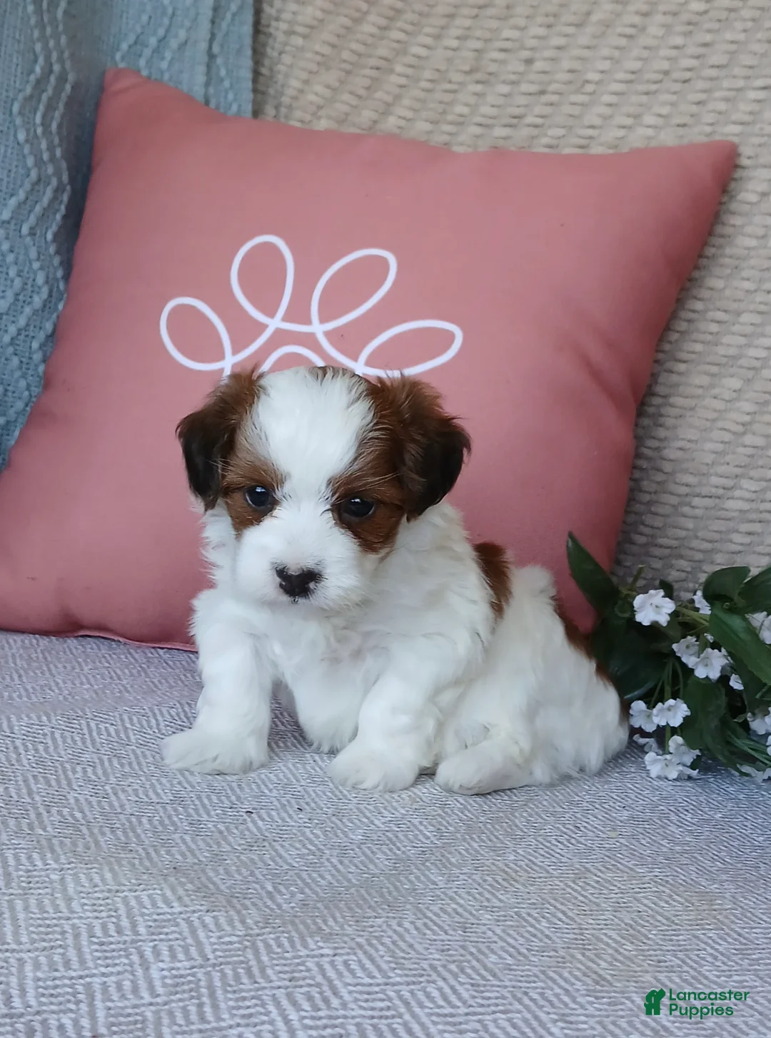 Havanese dogs for sale: Amyah  - Ad 5