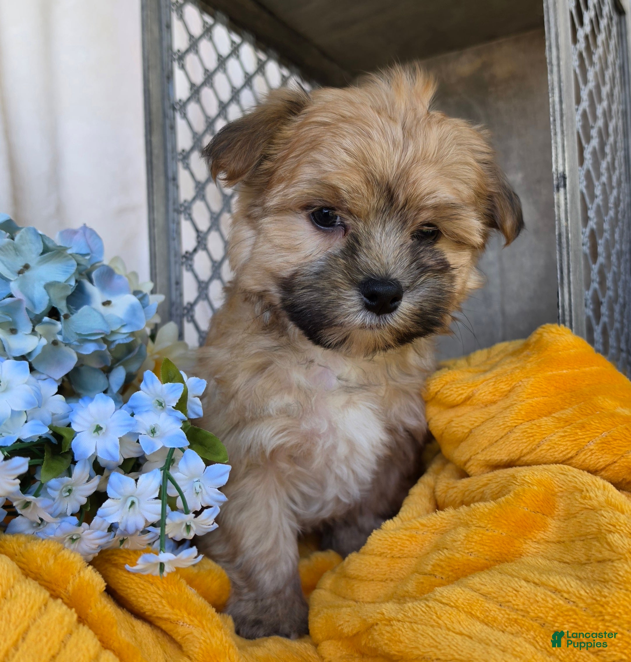 Morkie dogs Chief - Ad 2